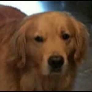 Meet your Posher, Ivana